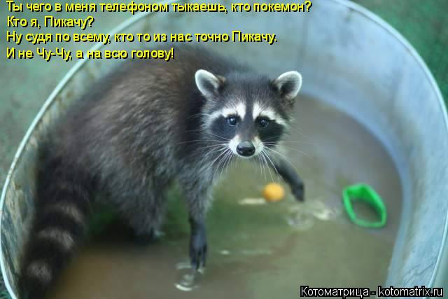 И не Чу-Чу, а на всю голову! Ты чего в меня телефоном тыкаешь, кто покемон? Кто я, Пикачу? Ну судя по... Котоматрица: И не Чу-Чу, а на всю голову! Ты чего в меня телефоном тыкаешь, кто покемон? Кто я, Пикачу? Ну судя по всему, кто то из нас точно Пикачу.