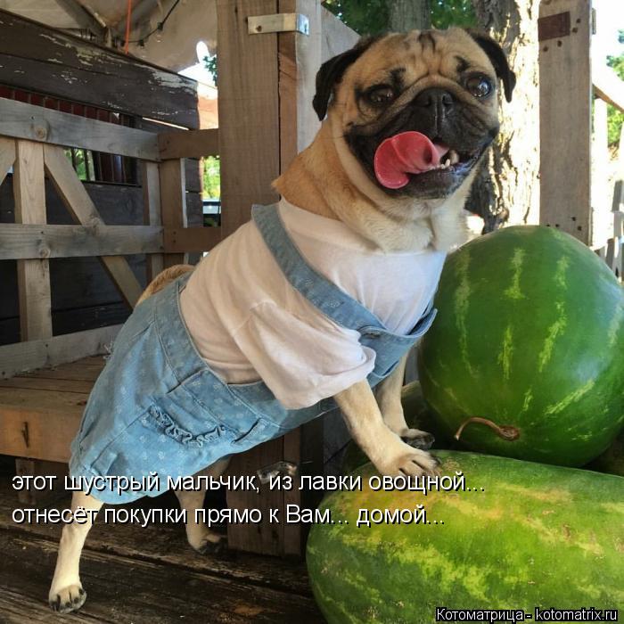 этот шустрый мальчик, из лавки овощной... отнесёт покупки прямо к Вам... домой...... Котоматрица: этот шустрый мальчик, из лавки овощной... отнесёт покупки прямо к Вам... домой...