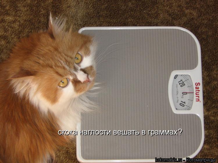 скока наглости вешать в граммах?... Котоматрица: скока наглости вешать в граммах?