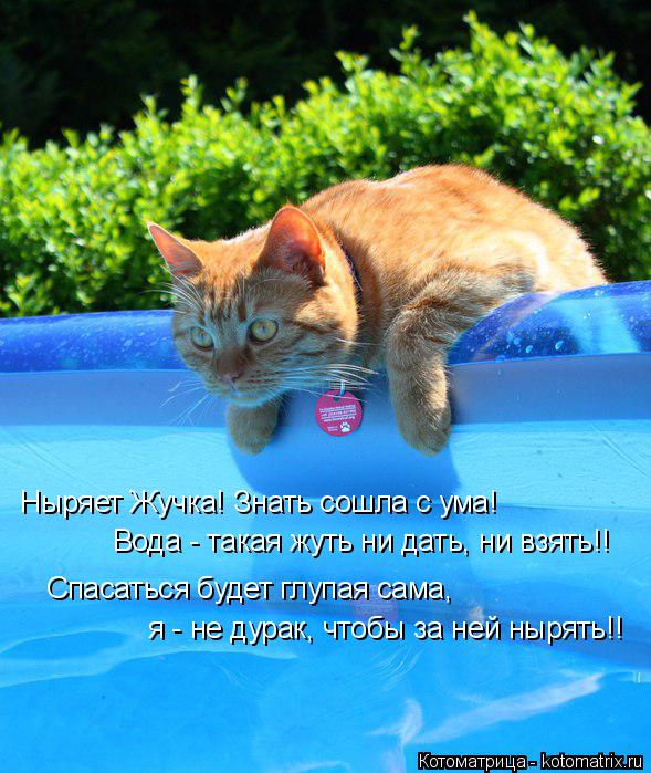 Ныряет Жучка! Знать сошла с ума! Вода - такая жуть ни дать, ни взять!! Спасаться будет глупая сама, я... Котоматрица: Ныряет Жучка! Знать сошла с ума! Вода - такая жуть ни дать, ни взять!! Спасаться будет глупая сама, я - не дурак, чтобы за ней нырять!!