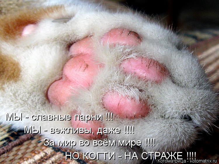 МЫ - славные парни !!! МЫ - вежливы, даже !!!! За мир во всём мире !!!! НО КОГТИ - НА СТРАЖЕ !!!!... Котоматрица: МЫ - славные парни !!! МЫ - вежливы, даже !!!! За мир во всём мире !!!! НО КОГТИ - НА СТРАЖЕ !!!!