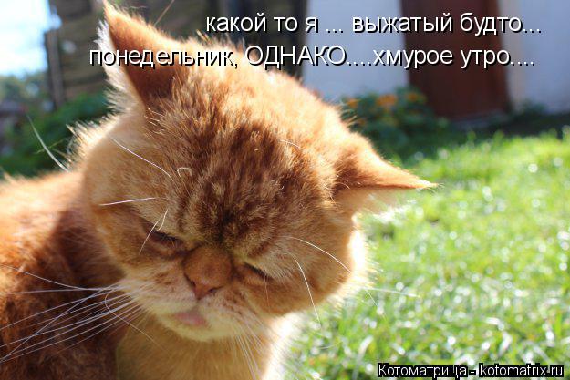 какой то я ... выжатый будто... понедельник, ОДНАКО....хмурое утро....... Котоматрица: какой то я ... выжатый будто... понедельник, ОДНАКО....хмурое утро....