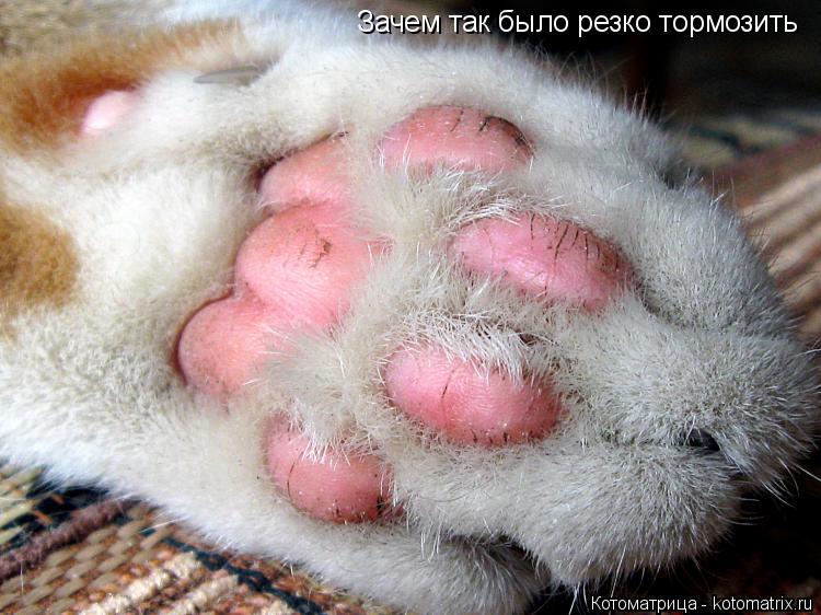 Зачем так было резко тормозить... Котоматрица: Зачем так было резко тормозить