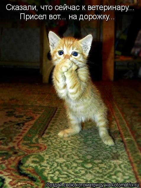 Сказали, что сейчас к ветеринару... Присел вот... на дорожку...... Котоматрица: Сказали, что сейчас к ветеринару... Присел вот... на дорожку...