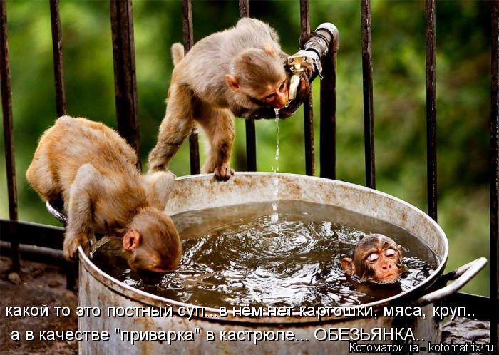 какой то это постный суп...в нём нет картошки, мяса, круп.. а в качестве "приварка" в кастрюле... ОБЕ... Котоматрица: какой то это постный суп...в нём нет картошки, мяса, круп.. а в качестве "приварка" в кастрюле... ОБЕЗЬЯНКА..