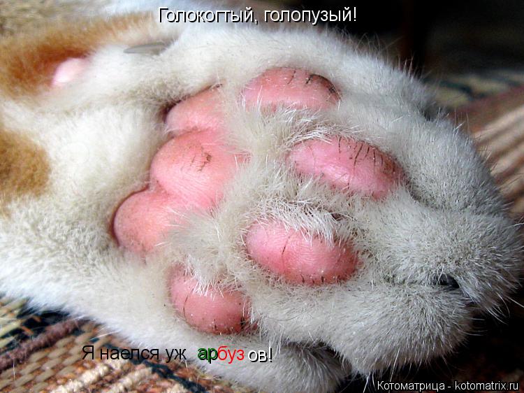 Голокогтый, голопузый! Я наелся уж ар буз ов!... Котоматрица: Голокогтый, голопузый! Я наелся уж ар буз ов!