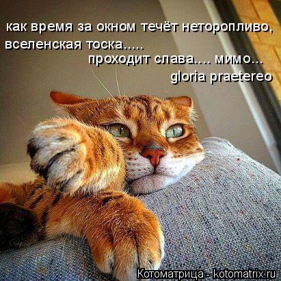 как время за окном течёт неторопливо, вселенская тоска..... проходит слава.... мимо... gloria praeter... Котоматрица: как время за окном течёт неторопливо, вселенская тоска..... проходит слава.... мимо... gloria praetereo