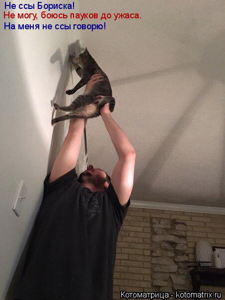 Не ссы Бориска! На меня не ссы говорю! Не могу, боюсь пауков до ужаса.... Котоматрица: Не ссы Бориска! На меня не ссы говорю! Не могу, боюсь пауков до ужаса.