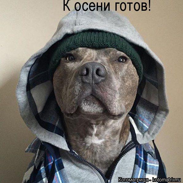Котоматрица: К осени готов!
