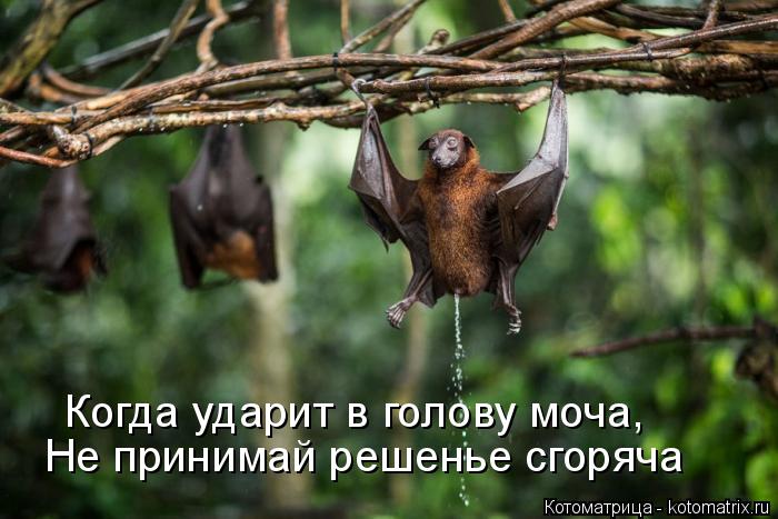 Котоматрица: Когда ударит в голову моча, Не принимай решенье сгоряча