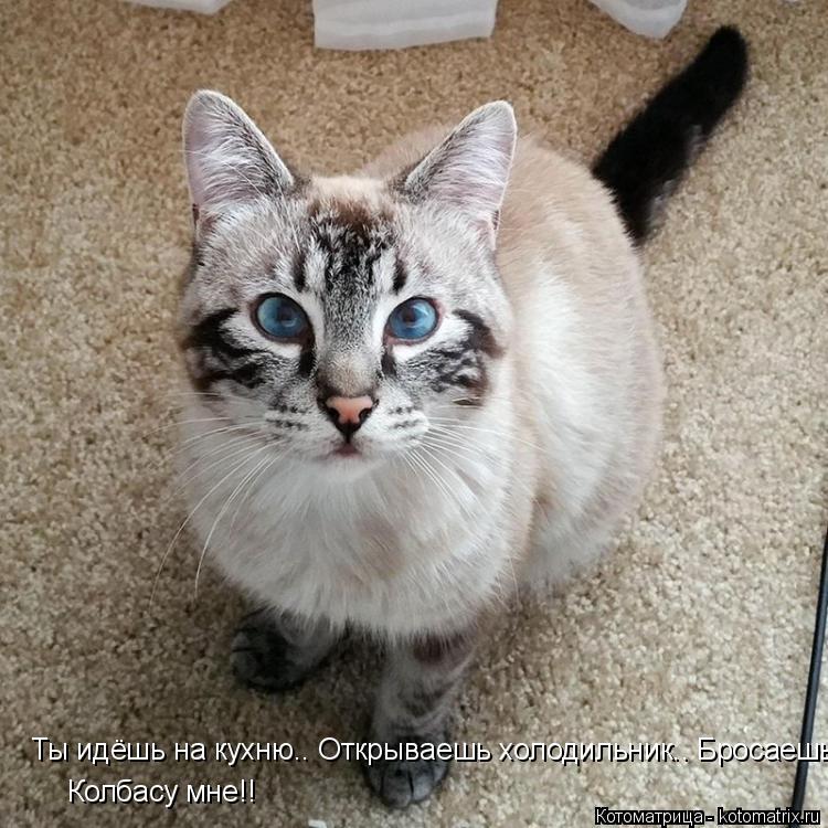 Котоматрица: Ты идёшь на кухню.. Открываешь холодильник.. Бросаешь на пол колбасу! Колбасу мне!! Колбасу мне!!