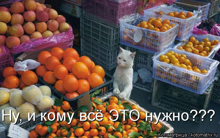 Котоматрица: Ну, и кому всё ЭТО нужно???