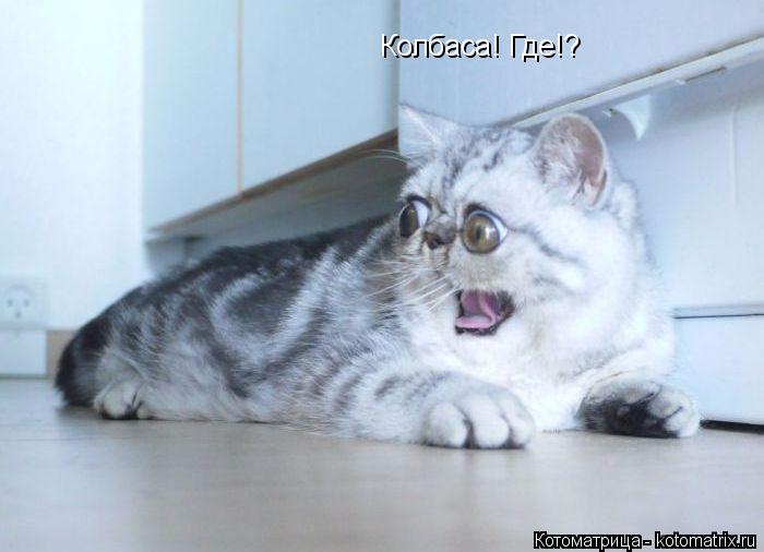 Котоматрица: Колбаса! Где!?
