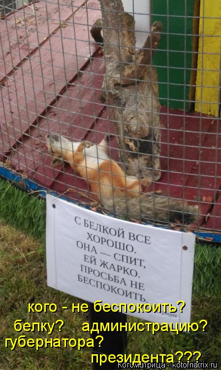кого - не беспокоить? губернатора? президента??? белку? администрацию?... Котоматрица: кого - не беспокоить? губернатора? президента??? белку? администрацию?