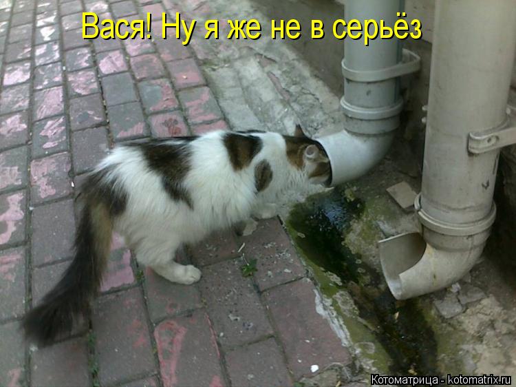 Котоматрица: Вася! Ну я же не в серьёз