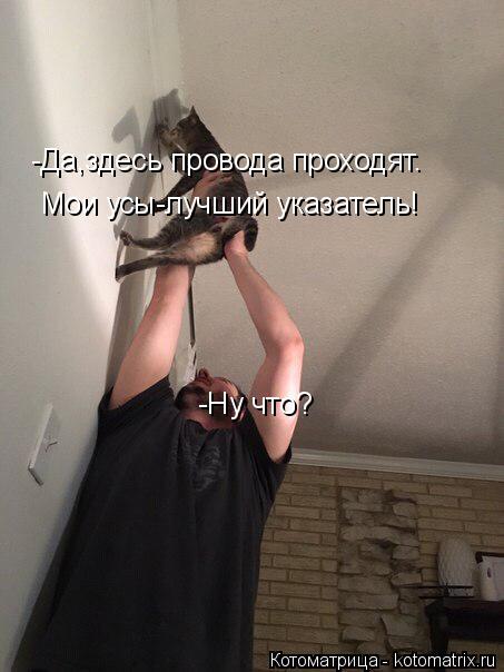 Котоматрица: -Ну что? -Да,здесь провода проходят. Мои усы-лучший указатель!