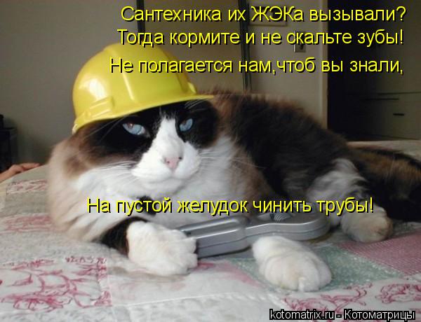 Сантехника их ЖЭКа вызывали? Тогда кормите и не скальте зубы! Не полагается нам,чтоб вы знали, На пус... Котоматрица: Сантехника их ЖЭКа вызывали? Тогда кормите и не скальте зубы! Не полагается нам,чтоб вы знали, На пустой желудок чинить трубы!