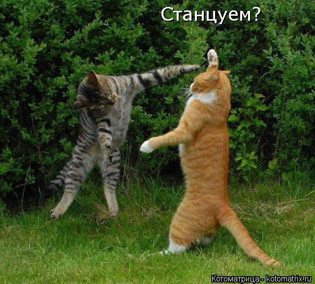 Котоматрица: Станцуем?