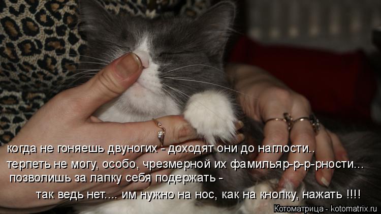 когда не гоняешь двуногих - доходят они до наглости.. позволишь за лапку себя подержать - так ведь н... Котоматрица: когда не гоняешь двуногих - доходят они до наглости.. позволишь за лапку себя подержать - так ведь нет.... им нужно на нос, как на кнопку, нажат