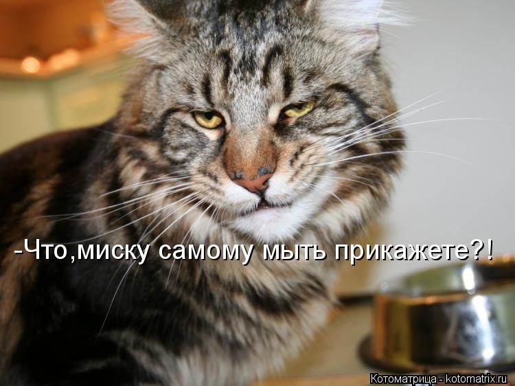 Котоматрица: -Что,миску самому мыть прикажете?!