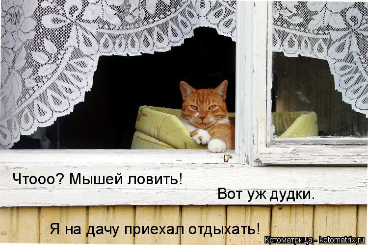 Чтооо? Мышей ловить! Вот уж дудки. Я на дачу приехал отдыхать!... Котоматрица: Чтооо? Мышей ловить! Вот уж дудки. Я на дачу приехал отдыхать!