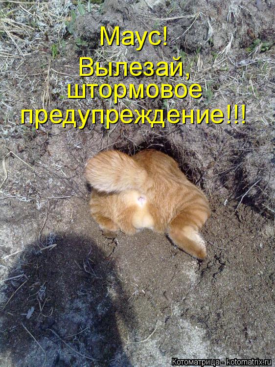Котоматрица: Маус!  Вылезай, штормовое   предупреждение!!!