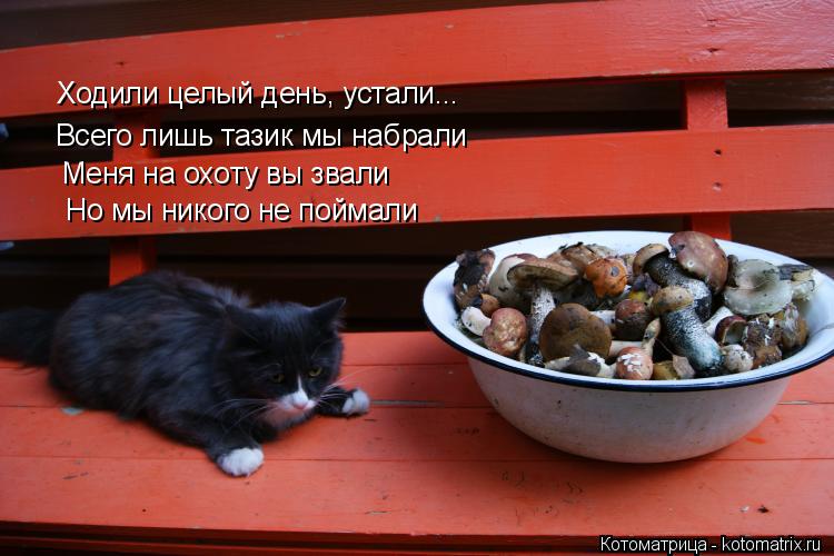 Ходили целый день, устали... Всего лишь тазик мы набрали Меня на охоту вы звали Но мы никого не пойма... Котоматрица: Ходили целый день, устали... Всего лишь тазик мы набрали Меня на охоту вы звали Но мы никого не поймали
