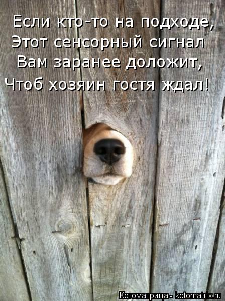 Если кто-то на подходе, Этот сенсорный сигнал Вам заранее доложит, Чтоб хозяин гостя ждал!... Котоматрица: Если кто-то на подходе, Этот сенсорный сигнал Вам заранее доложит, Чтоб хозяин гостя ждал!