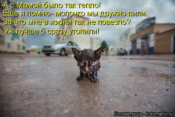 -А с Мамой было так тепло! Еще я помню- молочко мы дружно пили. За что мне в жизни так не повезло? Уж... Котоматрица: -А с Мамой было так тепло! Еще я помню- молочко мы дружно пили. За что мне в жизни так не повезло? Уж лучше б сразу утопили!