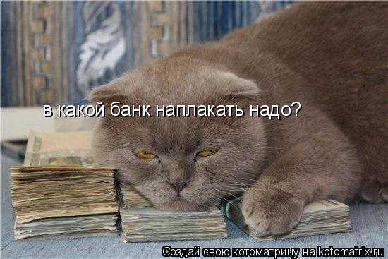 Котоматрица: в какой банк наплакать надо?