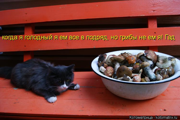 Котоматрица: когда я голодный я ем все в подряд, но грибы не ем я! Гад