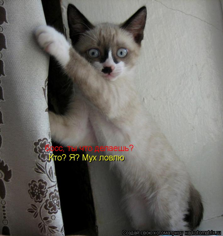 босс, ты что делаешь? Кто? Я? Мух ловлю... Котоматрица: босс, ты что делаешь? Кто? Я? Мух ловлю