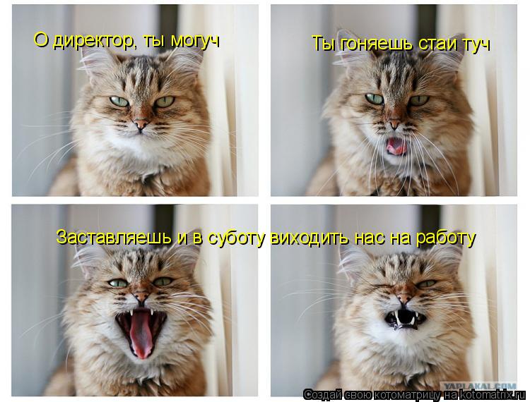 Котоматрица: О директор, ты могуч Ты гоняешь стаи туч Заставляешь и в суботу виходить нас на работу
