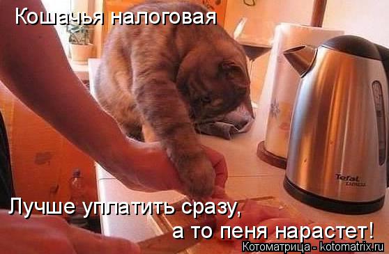 Кошачья налоговая Лучше уплатить сразу, а то пеня нарастет!... Котоматрица: Кошачья налоговая Лучше уплатить сразу, а то пеня нарастет!