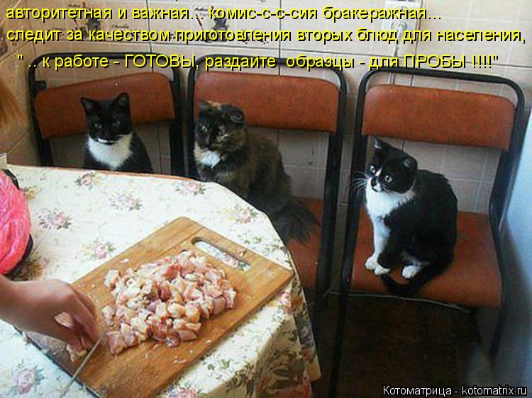 авторитетная и важная... комис-с-с-сия бракеражная... следит за качеством приготовления вторых блюд д... Котоматрица: авторитетная и важная... комис-с-с-сия бракеражная... следит за качеством приготовления вторых блюд для населения, следит за качеством приго