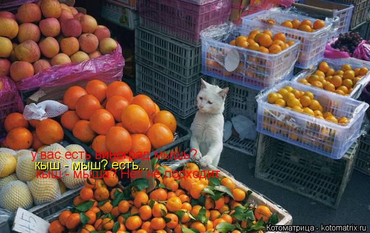 у вас есть виноград мышь? кыш - мыш? есть... кыш - мыша? Нет не подходит.... Котоматрица: у вас есть виноград мышь? кыш - мыш? есть... кыш - мыша? Нет не подходит.