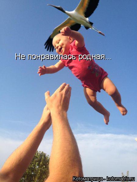 Не понравилась родная... Не понравилась родная...... Котоматрица: Не понравилась родная... Не понравилась родная...