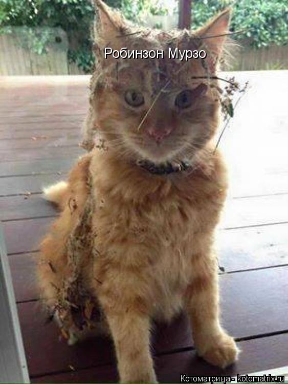 Робинзон Мурзо... Котоматрица: Робинзон Мурзо