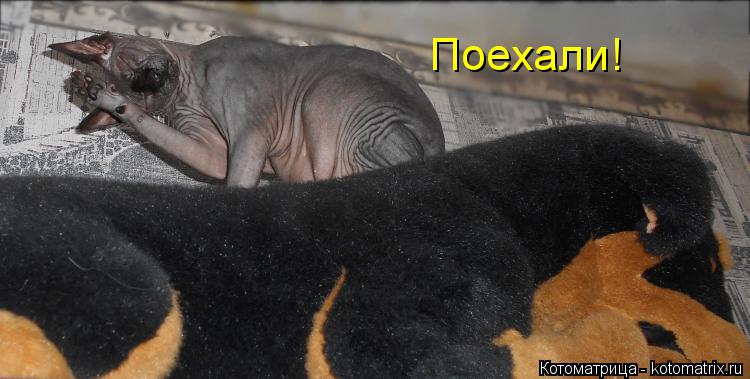 Поехали!... Котоматрица: Поехали!