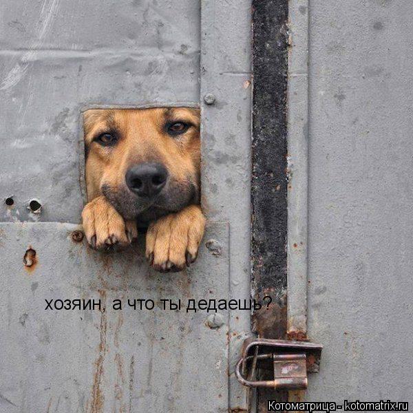 хозяин, а что ты дедаешь?... Котоматрица: хозяин, а что ты дедаешь?
