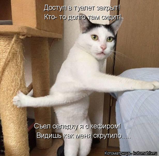 Видишь как меня скрутило..... Съел селедку я с кефиром! Кто- то долго там сидит! Доступ в туалет закр... Котоматрица: Видишь как меня скрутило..... Съел селедку я с кефиром! Кто- то долго там сидит! Доступ в туалет закрыт!