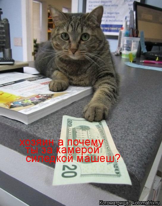 хозяин а почему ты за камерой силедкой машеш?... Котоматрица: хозяин а почему ты за камерой силедкой машеш?