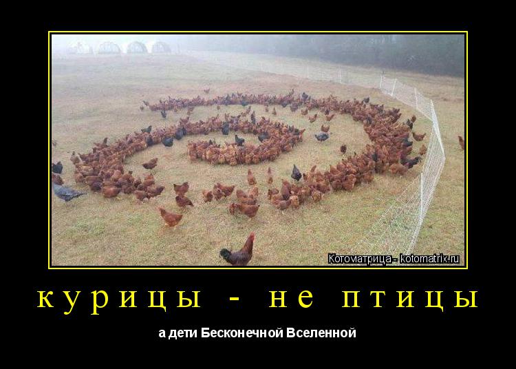 курицы - не птицы а дети Бесконечной Вселенной... Котоматрица: курицы - не птицы а дети Бесконечной Вселенной