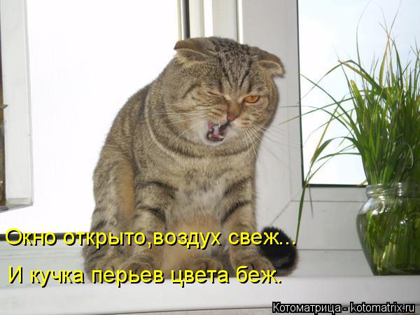 Окно открыто,воздух свеж... И кучка перьев цвета беж.... Котоматрица: Окно открыто,воздух свеж... И кучка перьев цвета беж.