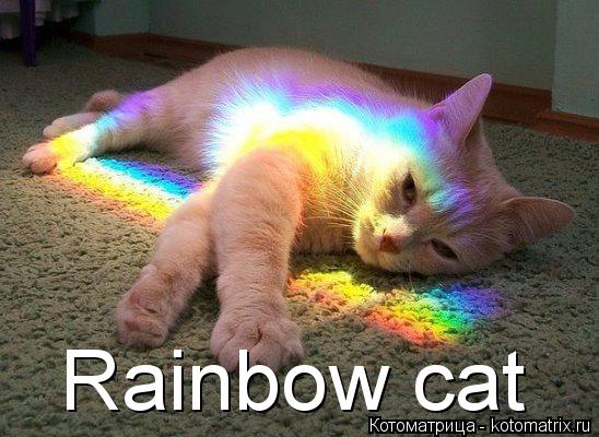 Котоматрица: Rainbow cat