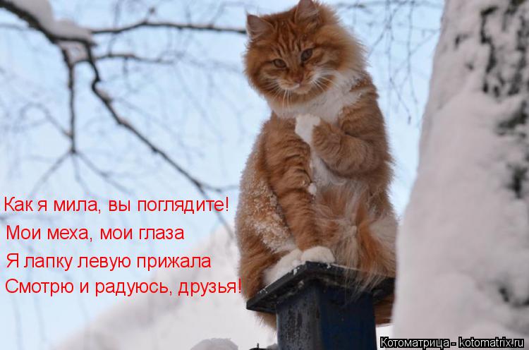 Котоматрица: Как я мила, вы поглядите! Мои меха, мои глаза Я лапку левую прижала Смотрю и радуюсь, друзья!