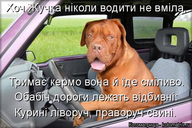 Котоматрица: Хоч Жучка ніколи водити не вміла,  Тримає кермо вона й їде сміливо.  Обабіч дороги лежать відбивні:  Курині ліворуч, праворуч свині.