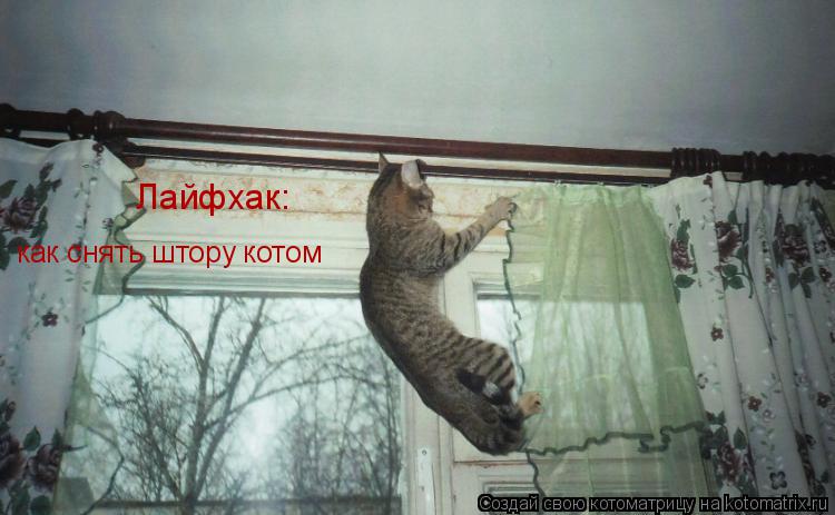 Котоматрица: Лайфхак:  как снять штору котом