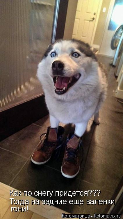 Котоматрица: Как по снегу придется??? Тогда на задние еще валенки  гони!
