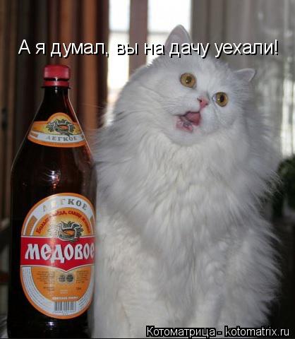 Котоматрица: А я думал, вы на дачу уехали!